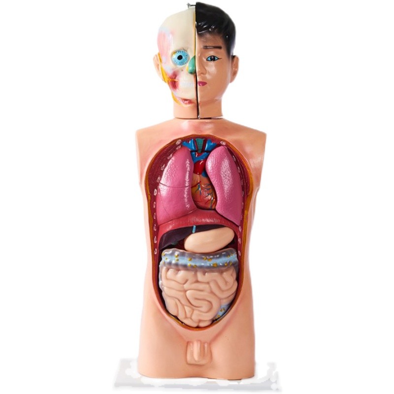 Science Toys Supplier - Moetry Preschool Science Educational Toys