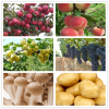 Henan Haoyuhang Economic&Trade Co., Ltd.