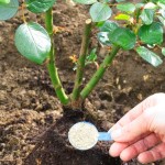 Rooting Powder NAA IBA IBA-K IAA Water Soluble Powder 98% with Good Price
