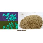 Microorganism Probiotics 10 Billion CFU/g Bacillus Pumilus