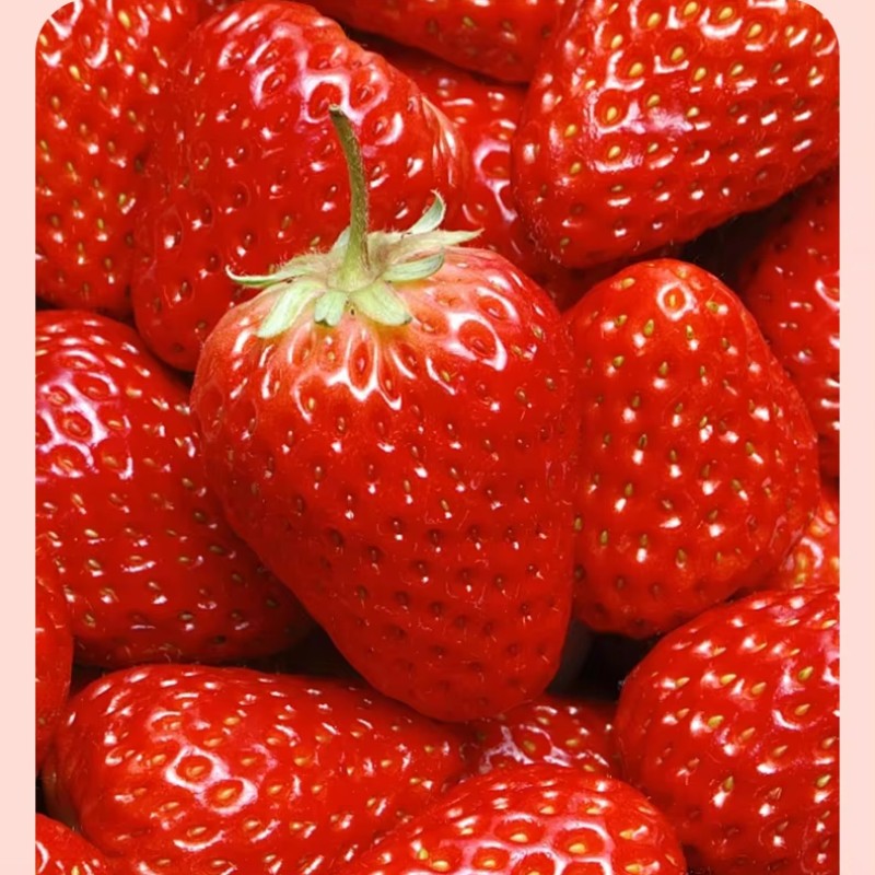 Wholesale 2.5KG Strawberry Jam Concentrated Fruit Juice Jam for Boba Bubble Tea Shops Only