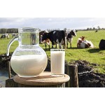 More Milk Quality Dairy Cow Water Soluble Powder Animal Feed Additive