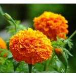 Natural Pigment Plant Extracts Egg Yolks More Colorful Natural Additives