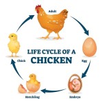 Composite Laying Hen Premixes of Different Specifications