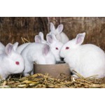 Excellently Formulated Multivitamin Healthy Meat Rabbit Raising Supplement