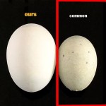 No Cu Yummyfragrant and Fresh No Ammonia Odor No Alkali Bitterness No Copper Astringency Factory Direct Fresh Eggs