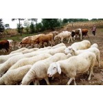 Top Feed Premix Manufacturers for Variety of Animal Products