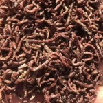 Wholesale High Quality Dried Bloodworms Koi Fish Food