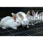 Excellently Formulated Multivitamin Powder for Meat Rabbit