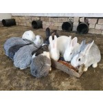 Excellently Formulated Multivitamin Healthy Meat Rabbit Raising Supplement