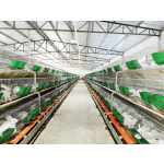 New Formula Rabbit Feed Additive for Raising Healthy Meat Rabbits