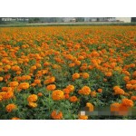 Natural Pigment Plant Extracts Egg Yolks More Colorful Natural Additives