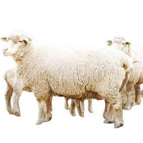 New Formula Premix for Sheep