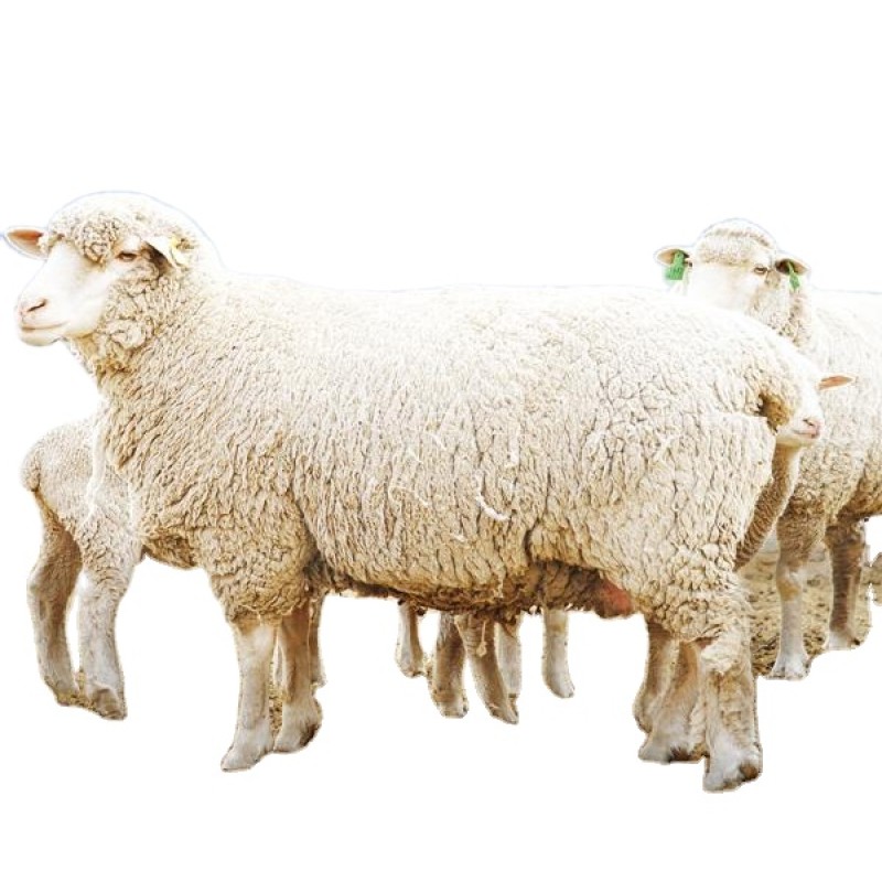 New Formula Premix for Sheep