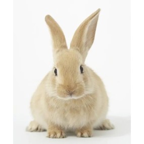 2024 New Formula Meat Rabbit Feed Additive