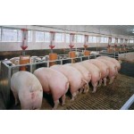 Nutrient-rich and Easy-to-absorb Premix for Sows