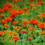 Natural Plant Marigold Extract That Changes the Color of Egg Yolk