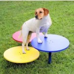 Dog Agility Playground Factory - Durable Colorful Innovative Safe