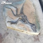 Dinosaur Excavation Supplier - Discovery Fossils Site Children