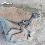 Dinosaur Excavation Supplier - Discovery Fossils Site Children