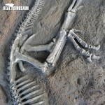 Dinosaur Skeleton Manufacturer - Jurassic World Fossil Skeleton