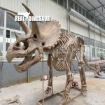 Dinosaur Skeleton Supplier - Zigong Maker T-rex Skeleton