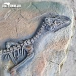 Dinosaur Excavation Supplier - Discovery Fossils Site Children
