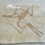 Artificial Plant Factory - Indoor Decoration Coconut Palm Plants