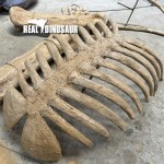 Dinosaur Fossil Factory - Artificial Fossils Bone for Sale