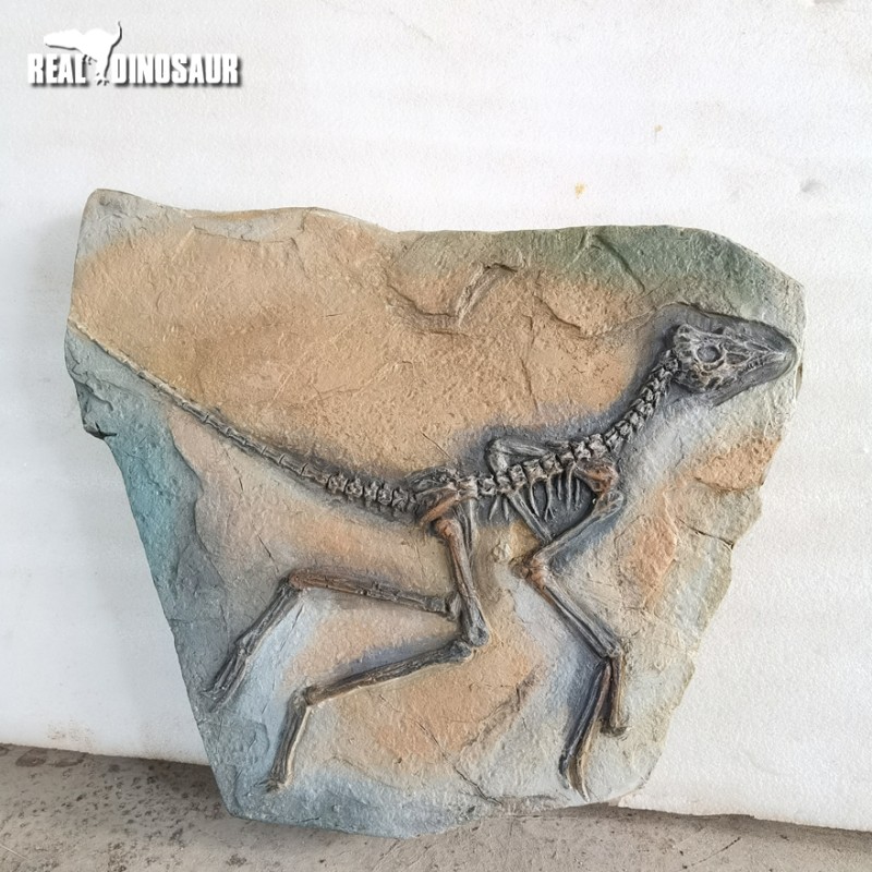 Dinosaur Excavation Supplier - Discovery Fossils Site Children
