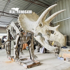 Dinosaur Sculpture Supplier - Fossil Manufacturer Skeleton Exhibit