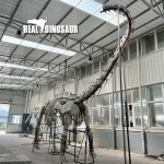 Dinosaur Skeleton Supplier - Brachiosaurus Leg Bone Fiberglass