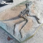 Dinosaur Excavation Supplier - Discovery Fossils Site Children