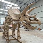 Dinosaur Skeleton Supplier - New Life-like Indoor Resin Model