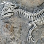 Dinosaur Fossil Factory - High Quality Museum Artificial Bone