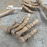 Dinosaur Fossil Factory - Artificial Fossils Bone for Sale