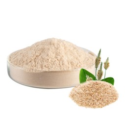 Psyllium Husk Fiber Powder Price Organic Supplement Psyllium Seed Husks Extract 95% 99% Bulk Psyllium Husk Powder