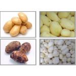 Vegetable Cleaning Machine Factory - Small Portable Vegetable Ginger