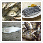 Fish Gutting Machine Manufacturer - Small Table Top Automatic Fish