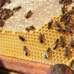 Nest Foundation Machine Supplier - 2200W Electric Nest Foundation Machine