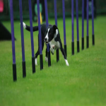 Dog Training Weave Pole Supplier - 180degree PVC Rotating Slalom