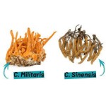 Organic Mushroom Powder Cordyceps Sinensis Extract Polysaccharide 30%