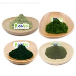 Newest Batch Organic Chlorella Powder Green Chlorella Extract Powder Large Quantity in Stock for Sale