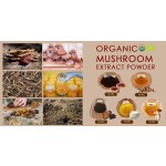Factory Supply High Quality Turkey Tail Mushroom Extract Plant Extract Turkey Tail Mushroom Extract