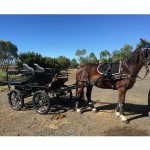 Horse Carriage Factory - Professional Marathon BTH-02