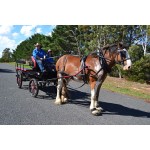 Horse Carriage Manufacturer - Marathon Training Carriage