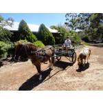 Horse Cart Factory - Two Wheel Marathon Cart