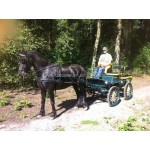 Horse Carriage Manufacturer - Draft Horse Drawn Carriage