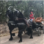 Horse Carriage Factory - Marathon Training Carriage