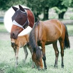 Fly Mask Manufacturer - Summer Mosquito Protection